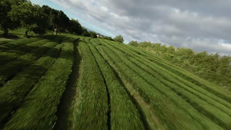 FPV-aerial-of-tea-plantations-on-terraces-in-green-Azores-landscape
