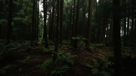 Forward-aerial-of-lone-woman-walking-through-dark-forest-at-the-Azores