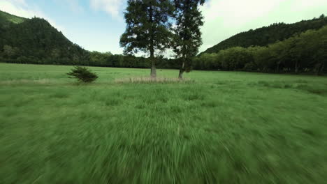 Low-fast-FPV-aerial-between-trees-toward-woman-on-green-field,-Azores
