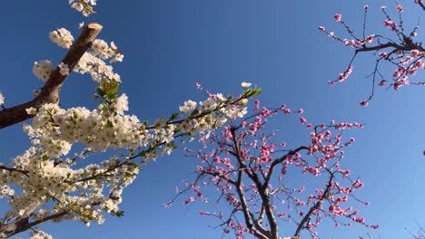 Blauer-Himmel,-Weiße,-Rosafarbene-Blume,-Blüte-Im-Obstgarten,-Obstbaum,-Der-Im-Frühling-In-Der-Region-Des-Mittelmeerraums-Im-Nahen-Osten-Blüht.-Kirsche,-Japan.-Bauer-Schützt-Die-Landwirtschaft,-Um-Frische-Pfirsichpflanzen-Zu-Haben