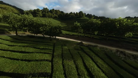 Fast-FPV-aerial-of-terrace-tea-plantations-in-green-Azores-landscape