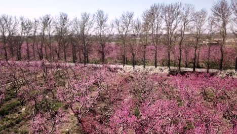 Fly-over-farm-land-field-garden-forest-orchard-of-peach-in-spring-season-blooming-pink-blossom-peach-fruit-eco-agriculture-traditional-farmer-branches-full-of-flower-green-wild-grass-row-of-hedgerow