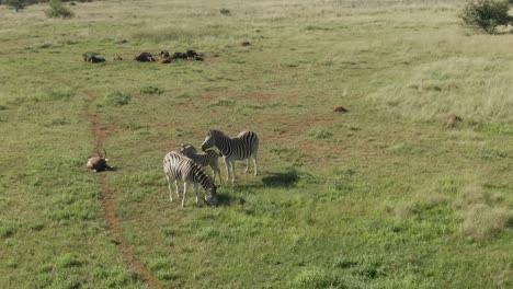 Drone-aerial-of-a-Zebra-baby-with-parents-in-the-wild