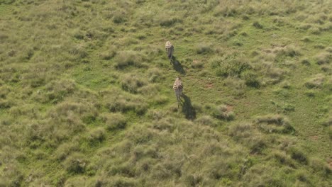 Drone-aerial,-Two-Zebra-walking-behind-each-other-on-lush-grass-in-the-wild