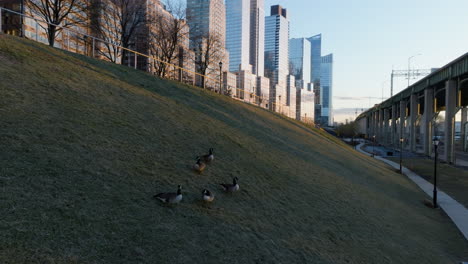 Aerial-view-around-a-flock-of-ducks-in-the-Riverside-park,-sunrise-in-NY,-USA