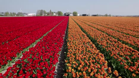 Scenic-dolly-in-shot-of-red-and-orange-tulip-flowers-in-a-tulip-field-Holland,-no-people-drone-shot