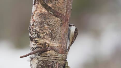 Brown-Creeper-Bird-Moving-Up-On-Tree-Trunk-With-Its-Curved-Bill-To-Hunt-Insects