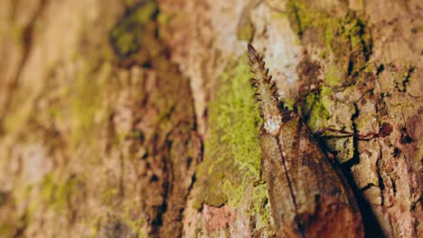 Macro-pan-of-Cathedra-serrata-lanternfly-on-tree-bark,-Tambopata-National-Reserve,-Peru