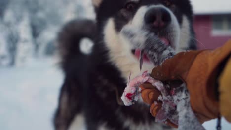 Der-Mensch-Gibt-Dem-Alaskan-Malamute-Hund-Im-Winter-Rohen-Fisch