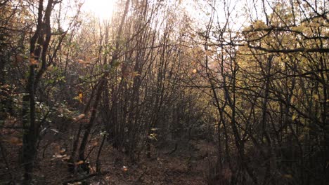 Sonnenschein-Durch-Die-Bäume-In-Einem-Orangefarbenen-Herbstwald
