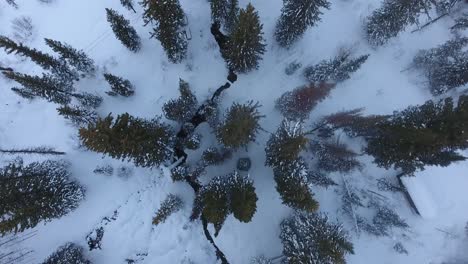 Aerial-view,-looking-straight-down-on-snow-covered-pine-trees-in-the-winter-mountains-of-Utah