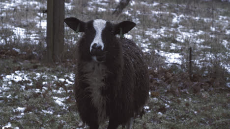 Vorderansicht-Nahaufnahme-Eines-Kauenden-Schwarzen-Schafes,-Das-Auf-Einer-Wiese-Voller-Schnee-Steht