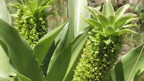 Macro-tilt-up:-Pineapple-flower-bulb-tops-with-new-bulblet-mini-plant