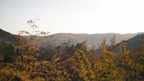 Berge-Hinter-Orangenbaumwipfeln-In-Mazedonien