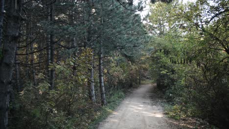 Ein-Weg-Durch-Den-Wald-In-Mazedonien