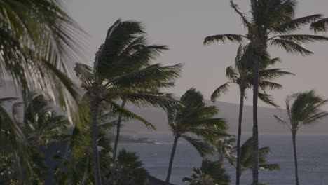 4K-shot-of-Palm-Trees-swaying-in-the-breeze-of-early-morning-Hawaii,-with-ocean-in-the-background