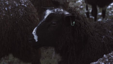 Nahaufnahme-Eines-Kopfschusses-Hörte-Schwarze-Schafe,-Die-Auf-Einer-Verschneiten-Wiese-Im-Niederländischen-Winter-Standen