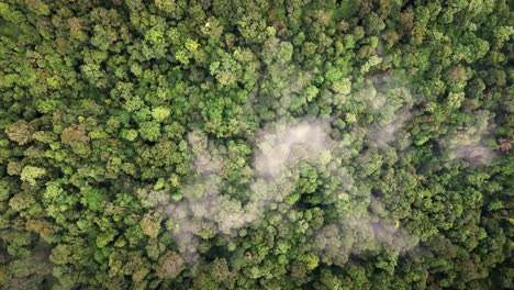 Aerial-top-view-of-green-jungle-rain-forest-with-clouds-above-in-Sumbawa-Island-near-Rijani-Volcano-National-Park-Lombok-Island,-Indonesia