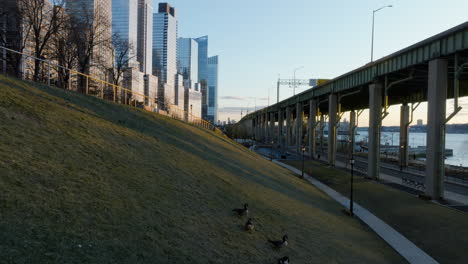 Descending-drone-shot-of-birds-on-the-shore-of-the-Hudson-river,-sunrise-in-NY,-USA