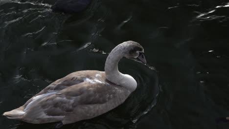 Close-up-of-a-younger-swan-in-a-dark-lake-surrounded-by-coots