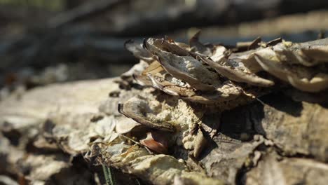 Wood-fungus-on-a-fallen-log