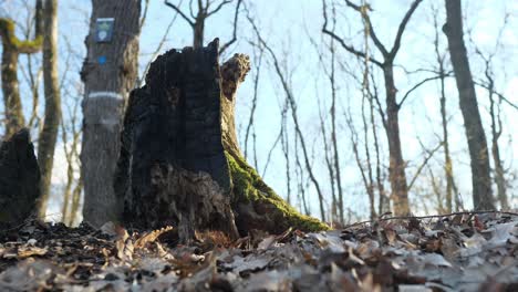 The-piece-of-wood-with-moss-on-it