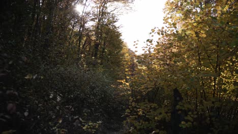 Ein-Weg-Durch-Den-Herbstwald-Führt-Den-Berg-Hinauf