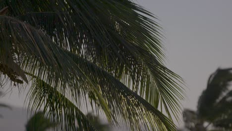 Close-up-shot-of-palm-trees-in-Hawaii,-swaying-in-the-breeze,-rack-focus-to-see-more-distant-palm-trees