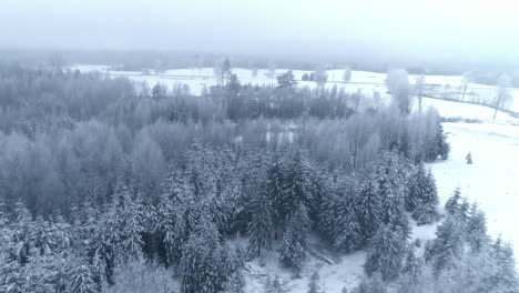 Aerial-flyover-snow-covered-woodland-forest-during-snowy-winter-with-clouds-at-sky