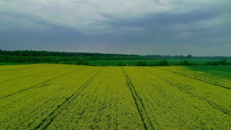 Storm-clouds-collecting-over-rapeseed-field,-aerial-drone-view