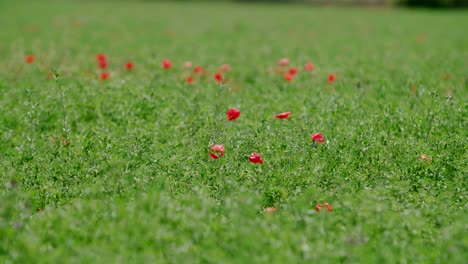Red-poppy-flowers-in-large-green-grass-field,-wide-shot