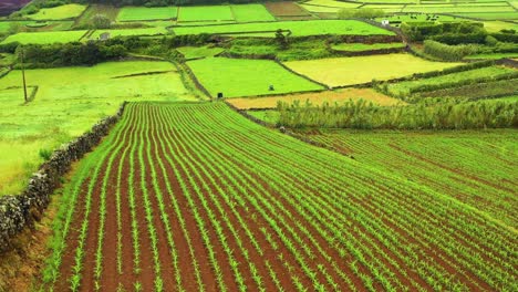 Aerial-View-Of-Young-Corn-Fields-In-Angra-do-Heroismo,-Terceira-Island,-Portugal
