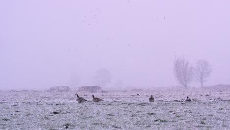 Canadian-Geese--on-farm-land-in-winter-blizzard