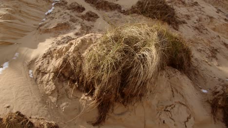 Coastal-erosion-of-Sandunes-on-Hemsby-Beach,-mid-shot-of-Marram-grass