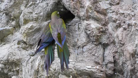 A-couple-of-burrowing-parrots-in-their-cave-entrance,-natural-habitat