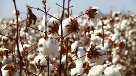 Close-up-of-huge-cotton-cultivation-field-at-sunny-day