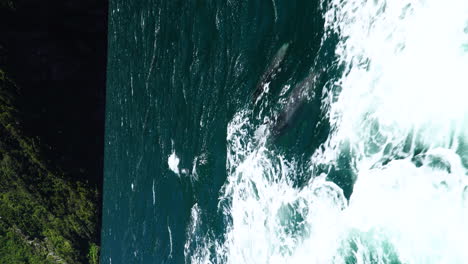Bottlenose-dolphins-swims-together-with-boat-in-Milford-Sound,-vertical-view