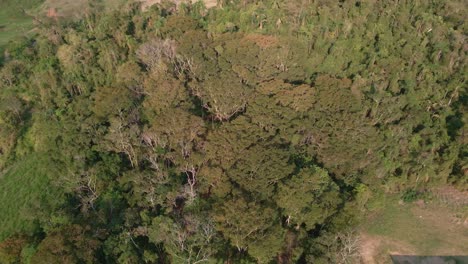 Piece-of-land-with-environmental-preservation-near-a-farm-with-deforested-areas-aerial-view-of-the-trees-and-native-forest