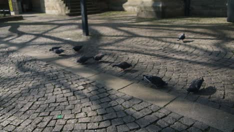 Group-of-Pigeons-on-Cobble-Road---Schlossplatz-In-Downtown-Stuttgart-in-4K,-Classic-Germany-Architecture,-Famous,-Red-Komodo-Cooke-Mini-S4i-Lens-Premium-Quality-|-News