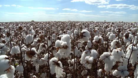 Panning-right-shot-of-a-huge-cotton-field-for-the-textile-industry