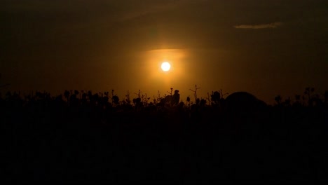 Sun-setting-in-horizon-behind-cotton-rural-field-with-plants-silhouettes