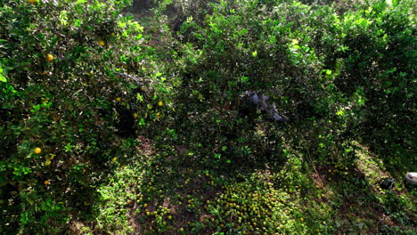 Aerial-shot-of-a-farmer-collecting-ripe-oranges-from-an-Orange-grove-in-Penonome,-Cocle