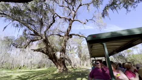 tourist-on-train-tour-magnolia-gardens-and-live-oaks-in-charleston-sc,-south-carolina