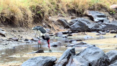 Saddle-Billed-Stork-catching-a-fish-in-shallow-water