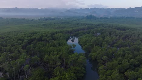 River-winds-through-the-mangrove-trees-in-jungle,-aerial-forward-sunrise,