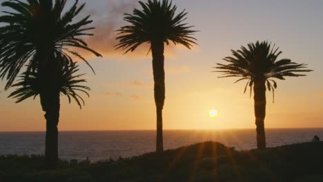 Slow-motion-shot-of-sunset-through-large-palm-trees-with-sun-rays-shining-down-on-ocean