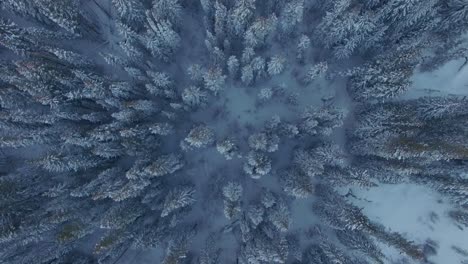 Top-down-view-flying-over-snow-covered-pine-tree-forest-in-the-mountains