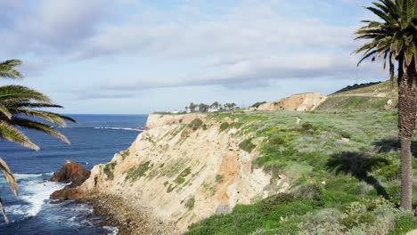 Aerial-Shot-flying-through-2-large-palm-trees-over-Palos-Verdes-Coastline-with-Pacific-Ocean-and-Point-Vicente-Lighthouse-in-background