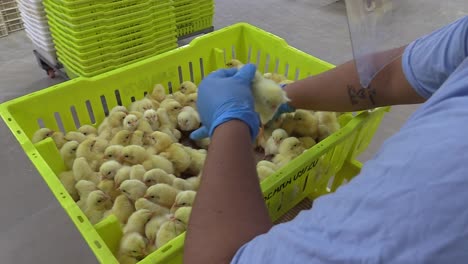 Person-with-gloves-picking-up-newborn-yellow-chicks-from-a-cage