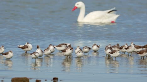 Group-of-wilson-falaropes-on-shallow-water-with-a-swan-swimming-behind
